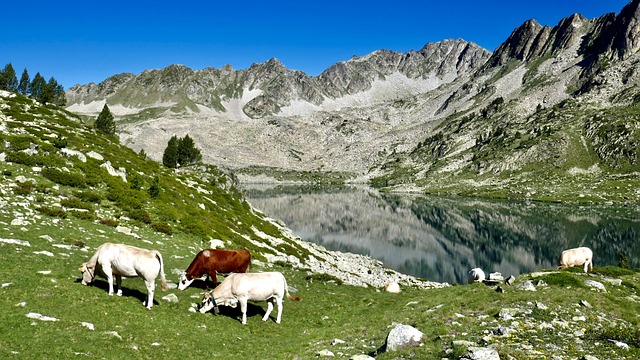 Image de vaches dans la montagne